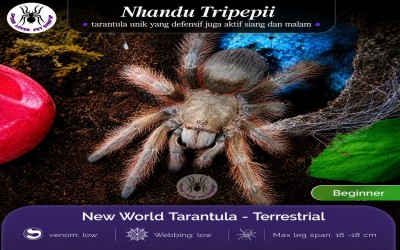 nhandu tripepii Male Juvie tarantula